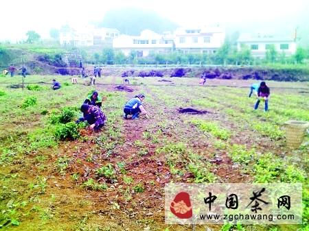 关于晴隆县拉开今年秋冬茶叶种植序幕的信息