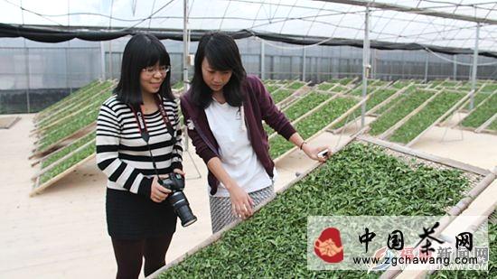 有关于中国日报记者到天丰源茶企采风的热门新闻(1)
