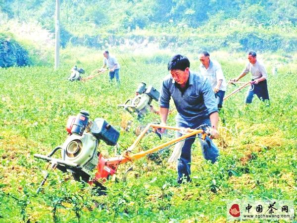 关于印江加强茶园管理（图）的消息