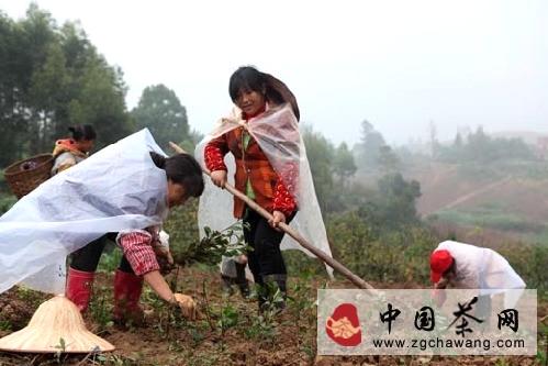 有关于永川区万亩绿色示范茶园栽种茶苗的最新消息(1)