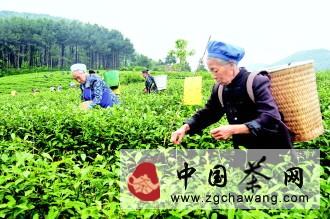 有关于万亩白茶引领农业转型的热门新闻