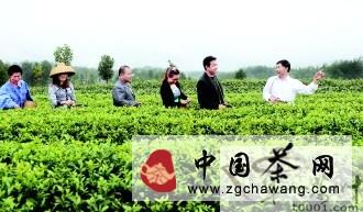 有关于湄潭县核桃坝茶叶产业实现大发展的最新资讯(5)