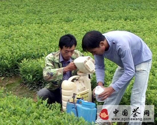 有关于福鼎点头镇茶农开展茶叶病虫害灾后防治 减少台风造成的损失的消息