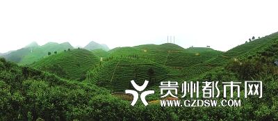 关于丹寨县兴仁镇依托最美茶乡品牌 加快农村建设的最新信息