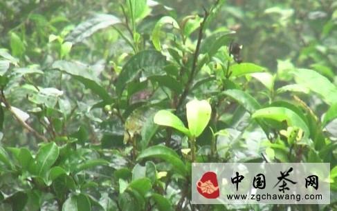 关于恩施“富硒”生态茶多靠化肥增硒的最新资讯