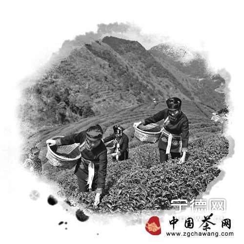 关于寿宁县高山乌龙茶神韵香飘四海的热门信息(1)