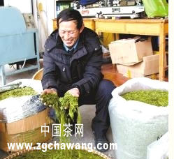 有关于武义“千丈岩”牌龙井早茶上市的信息