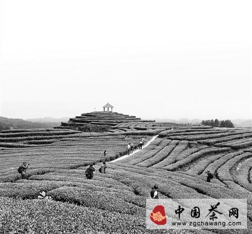 有关于茶局浅析：重庆茶被“鸠占鹊巢”?的新闻(2)