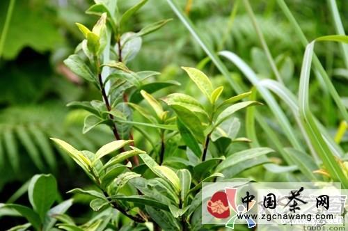 有关于晴隆茶业公司研发红茶产品取得成效的最新消息