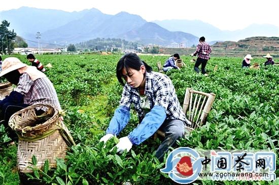 关于铁观音早秋茶上市 浓香型铁观音产量将提高的热门新闻