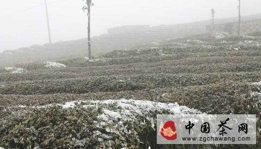 关于低温寒潮来袭导致印江春茶采摘推迟的热门新闻