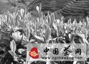 有关于茶中“美女”白毫银针的最新资讯