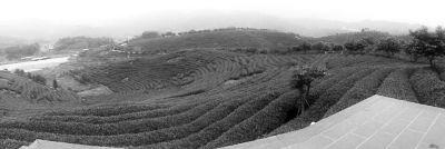 关于安溪观音山铁观音生态茶基地(图)的热门信息