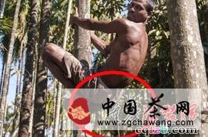 关于印度采茶男子长尾巴被尊称猴神的热门消息