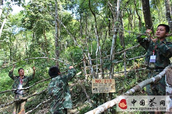 有关于年末盘点普洱茶秋茶价格 曼松贡茶古树茶笑傲天下的资讯(5)