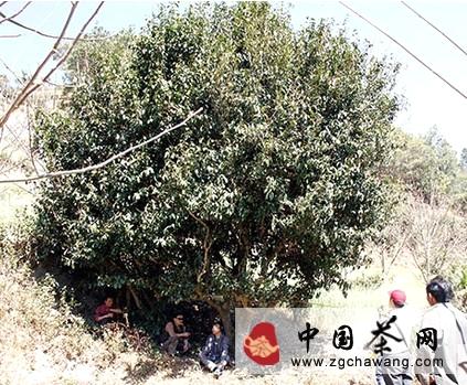 关于南涧县全面完成古茶树资源摸底调查工作的资讯(1)