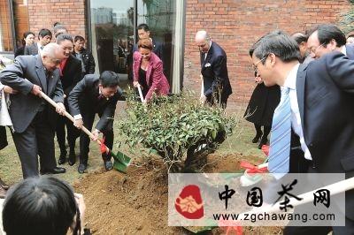 关于茶文化的力量不可小觑的最新资讯