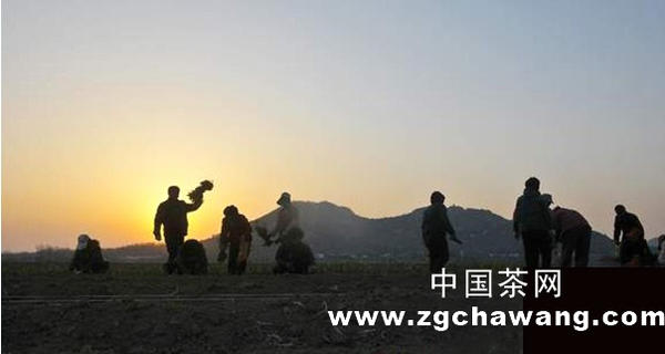 关于曲阜万亩生态茶园结束济宁不产茶叶历史的最新资讯