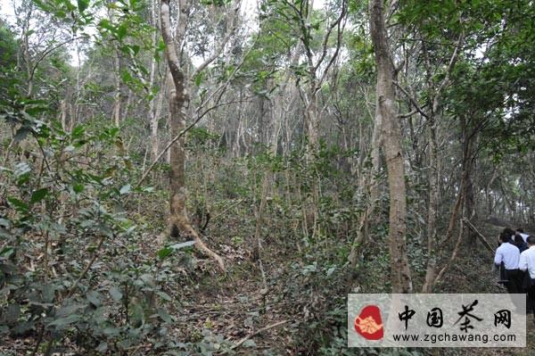 关于浦北打造“五皇老茶家园”提升茶产业的资讯