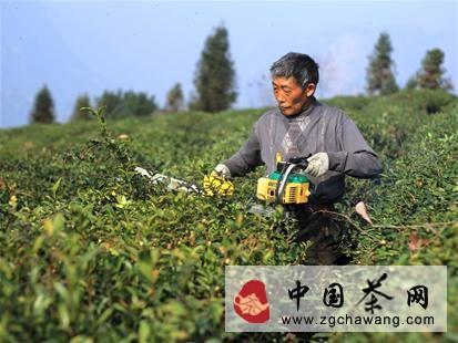 有关于巴东县开展茶园冬管保增收的信息