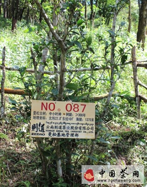 关于故宫金瓜人头茶重述历史真相 曼松贡茶价值体现的热门消息(1)