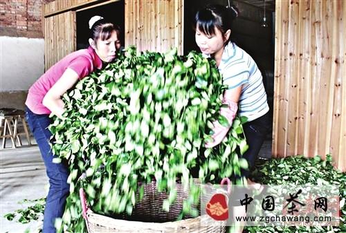 关于莆田市华亭镇：深山藏贡茶 几经荒芜首收成的信息(1)