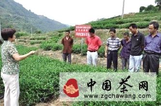 有关于泉州茶农上课备战秋茶的热门消息