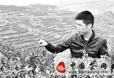 有关于陈哲：回乡盘茶将茶叶和文化创意结合的信息