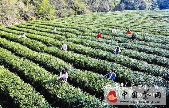 关于紫阳县工商局助力富硒绿茶品牌盘活茶叶经济的新闻(1)