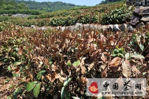 有关于茶届动态：杭州茶农抗旱护茶的信息(3)
