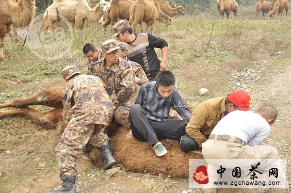 有关于“重走茶叶之路”驼友生活纪实【组图】的资讯(2)