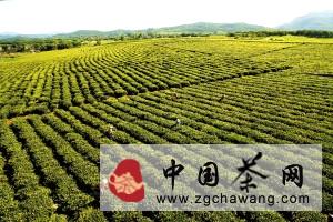 有关于海南白沙绿茶首批春茶被抢购一空的最新消息