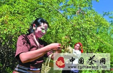 有关于雪域俄色茶开启致富路的消息