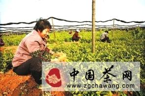 有关于崇阳县白霓茶苗交易忙的资讯