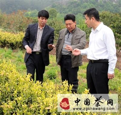 关于天台黄茶的“前生今世”的热门资讯