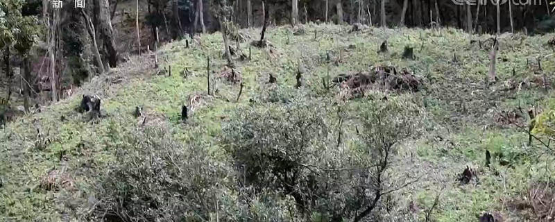 有关于焦点访谈：“谁破坏谁修复！” 整治毁林种茶 守住绿水青山的信息