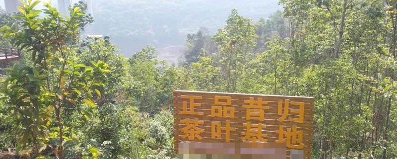 有关于【一线调查】云南临沧昔归村民为何烧茶？的最新消息