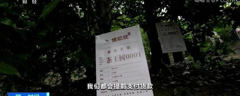 关于冰岛五寨春茶全面开采，五棵茶王树领衔“保护开采”新模式的热门资讯