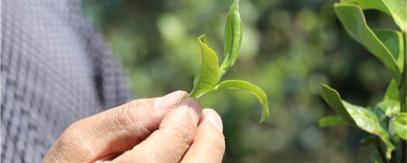 有关于【2020年度报告】茶行业分析趋势报告汇总（上）的热门资讯