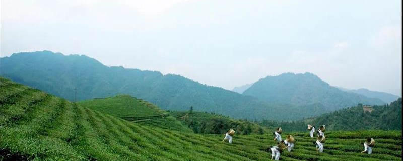 有关于中国茶产业T20创新模式推评活动结果揭晓的热门新闻