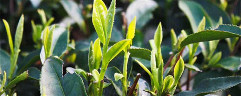 关于重磅丨8大茶关键词，《2020天猫茶行业消费趋势报告》亮点解读的信息