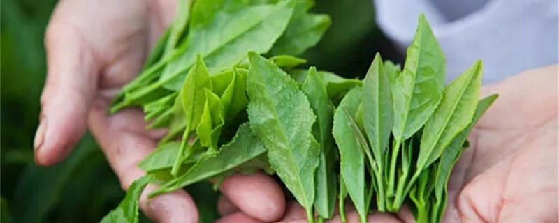 关于“十四五”时期，茶产业发展将有哪些新看点的最新消息