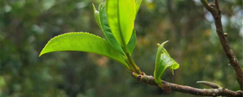 关于【2020年度报告】茶行业分析趋势报告汇总（下）的资讯