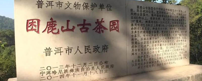 关于困鹿山“细叶皇后”开采 100克干茶拍卖价10万余元的热门资讯