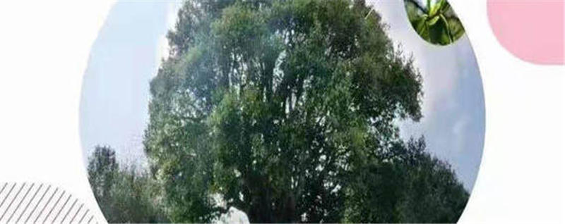 关于香竹箐锦绣茶王树10公斤鲜叶采摘权拍出1068万元天价的热门消息