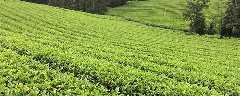 关于67.83亿元！“潇湘”茶品牌名列2021中国茶叶区域公用品牌价值评估第四的最新资讯