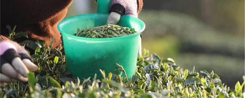 有关于2020年中国茶叶农业产值已突破2500亿元的热门信息