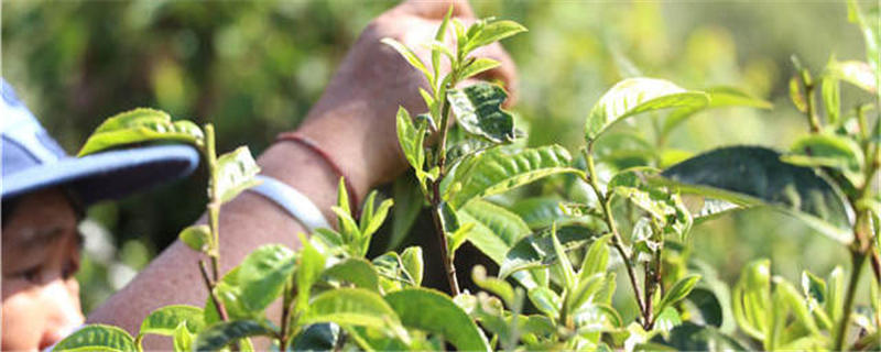 有关于2021中国茶叶区域公用品牌价值评估报告（下）的最新信息