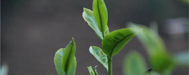 有关于【2020年度观点】茶行业年度观点影响力盘点（下）的资讯