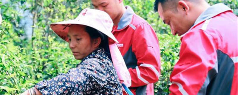 关于环比增长达89%！今年云南春茶销量增速全国第一的最新信息